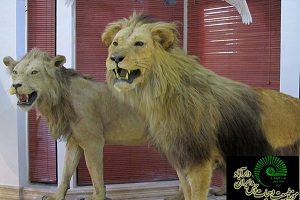 Dar Abad伊朗野生動物與自然博物館-