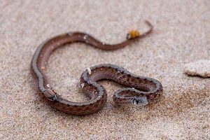 Île de Shidvar | île aux serpents