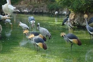 Shiraz Birds Garden