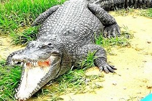 Qeshm Noopak Crocodile Park, Qeshm