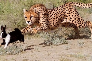 Santuario de vida silvestre de Naybandan | el hábitat más grande del guepardo iraní