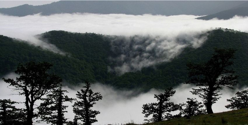 جنگل ابر موزه طبیعت ایران