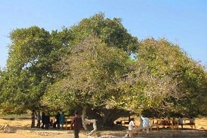 Anjir-e Maabed-e Chabahar | Sacred Fig of Chabahar 