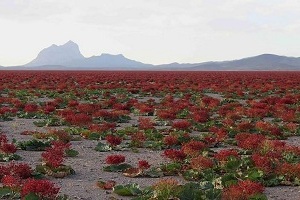Plains of rhubarb in Dasht-e Babak | the largest rhubarb plain in Iran