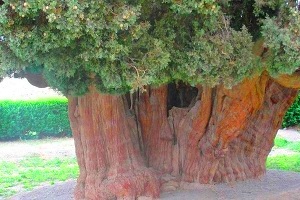 درخت باستانی سرو ابر کوه