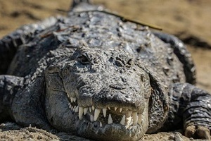 Bahookalat Protected Area | habitat of marsh crocodile (Gando) 