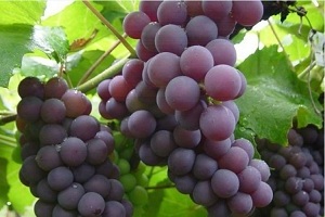 Shahroud | Grape of Shahroud