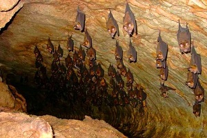 Пещера летучих мышей, Дехлоран