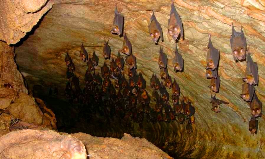دهلران | غار خفاش
